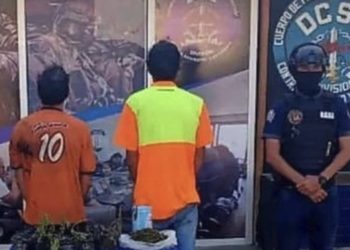 Dos detenidos por cultivar marihuana en Pueblos del Sur del Mérida