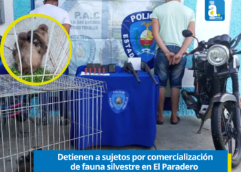 Policía detiene sujetos por comercialización de fauna silvestre en El Paradero