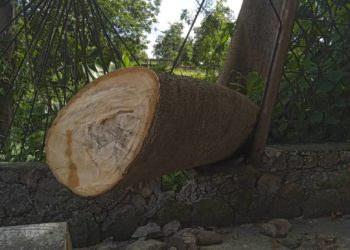 Sin telefonía ni Internet residencias de Urb. Luis Mario Madrid en Betijoque por árbol caído