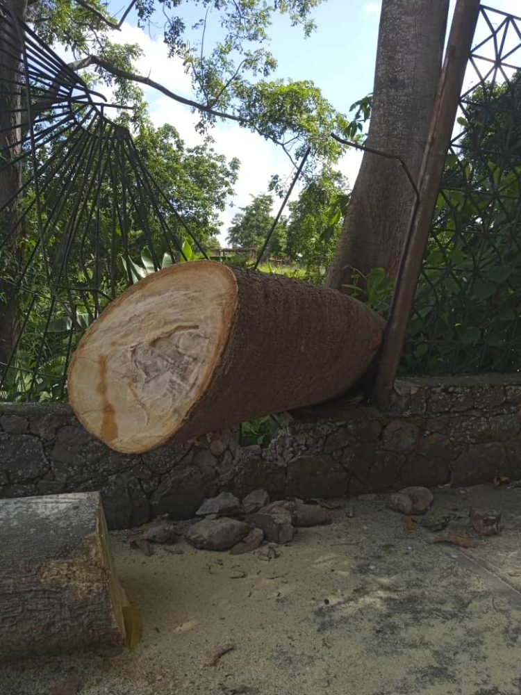 Los restos del frondoso árbol que se precipitó al vacío todavía están en el lugar del siniestro.