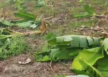 El Vigía: Pequeña productora en espera de rescate de tierra denuncia ataques a su sembradío