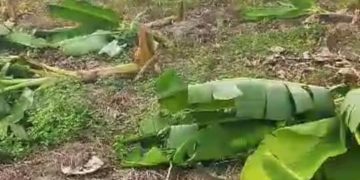 El Vigía: Pequeña productora en espera de rescate de tierra denuncia ataques a su sembradío