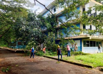 Podan árboles que afectan edificaciones de la Villa Universitaria