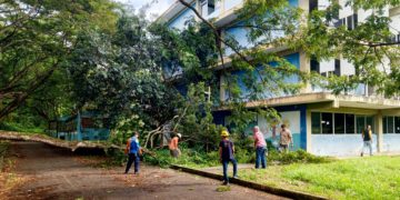 Podan árboles que afectan edificaciones de la Villa Universitaria