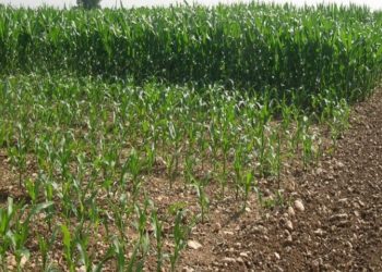 Agrollano advierte riesgos de la falsificación de productos agrícolas