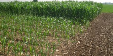 Agrollano advierte riesgos de la falsificación de productos agrícolas