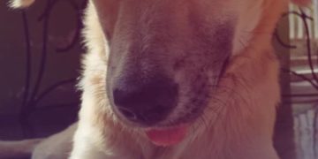 Se incrementa el abandono de animales en Boconó