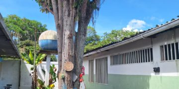 Araguaney en alto riesgo se talará en Boconó a petición de padres y representantes