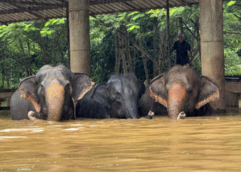 Más de 120 elefantes afectados por las inundaciones en el norte de Tailandia