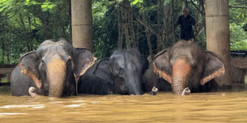 Más de 120 elefantes afectados por las inundaciones en el norte de Tailandia