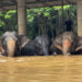 Más de 120 elefantes afectados por las inundaciones en el norte de Tailandia