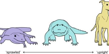 Ni lineal ni fácil: la ciencia reconstruye el proceso que llevó a los mamíferos a andar