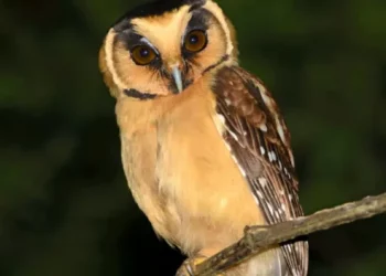 Desmienten el hallazgo de una especie de ave nueva para Venezuela en el estado Mérida