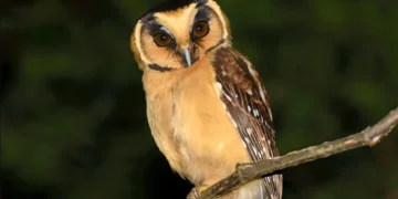 Desmienten el hallazgo de una especie de ave nueva para Venezuela en el estado Mérida