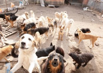Trujillo | Defensores de los derechos de animales alertan sobre la proliferación de abandono de mascotas