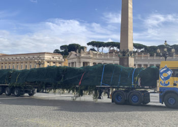 El abeto de Navidad del Vaticano llega a la plaza de San Pedro tras polémica por su tala
