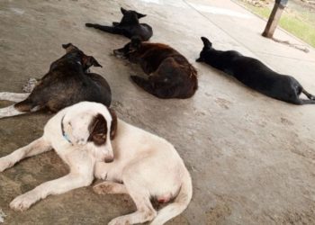 Rafael Aldana: Valera está sobresaturada de animales de la calle