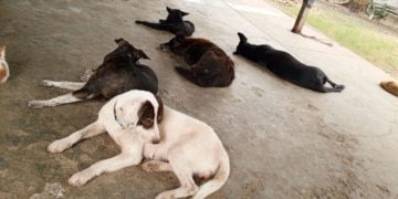 Rafael Aldana: Valera está sobresaturada de animales de la calle