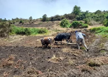 La naturaleza y la economía conspiran contra el agricultor merideño