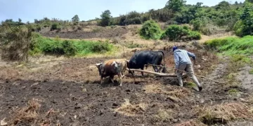 La naturaleza y la economía conspiran contra el agricultor merideño