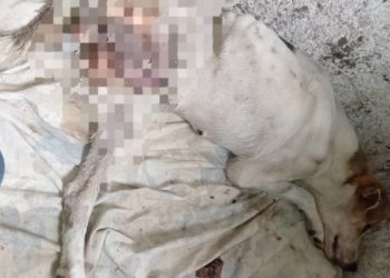 Matan a una perra por desgarramiento interno en Boconó