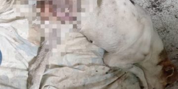 Matan a una perra por desgarramiento interno en Boconó