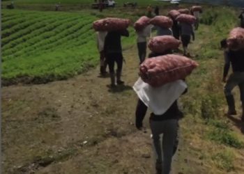 Productores del páramo merideño articulan esfuerzos para defender su producción