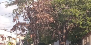 Cumplidas intensas y consecutivas jornadas de trabajo para mantener limpias calles de Sabana de Mendoza