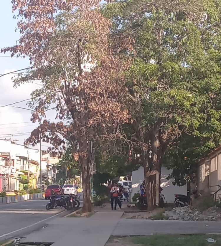 Los árboles a los cuales se les regó el herbicida  veneno para secarlos.