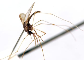 OMS: las muertes por malaria bajaron en América un 61,8 % en lo que va de siglo