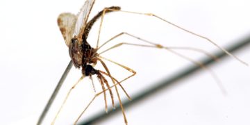 OMS: las muertes por malaria bajaron en América un 61,8 % en lo que va de siglo