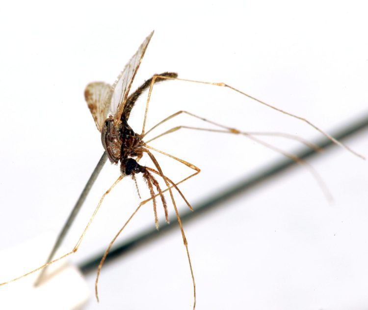 Un mosquito hembra del género 'Apheles Albimanus' de la colección de Antropología de la Universidad de Costa Rica, y portador del virus de la malaria. EFE/Jeffrey Arguedas