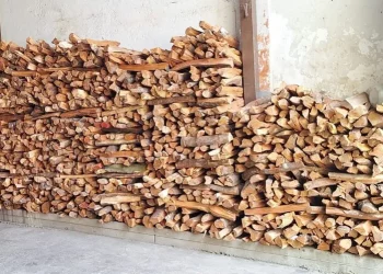 Crisis del gas causa deforestación y graves daños ambientales en Mérida