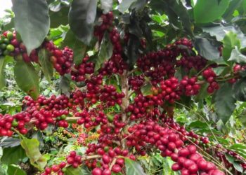 Trujillo ocupa el 3er lugar como productor de café en Venezuela