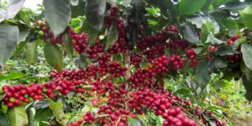 Trujillo ocupa el 3er lugar como productor de café en Venezuela