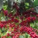 Trujillo ocupa el 3er lugar como productor de café en Venezuela