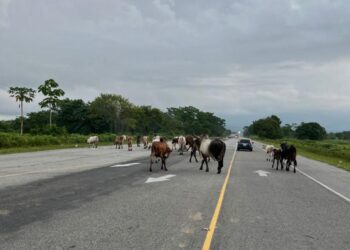 Como camellón rural usan la vía alterna del Puente Chama II