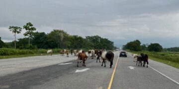 Como camellón rural usan la vía alterna del Puente Chama II