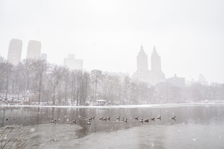 Fotografía de patos durante una nevada este lunes, en el Central Park de Nueva York (EE.UU.). EFE/ Ángel Colmenares