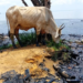 Pescadores confían en volver a lanzar sus redes en el Lago de Maracaibo