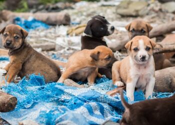 Boconó | Denuncian envenenamiento de animales en la Loma de Mitimbis