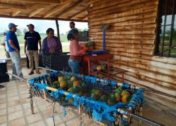 ULA impartirá Diplomado sobre Producción y Competitividad en Frutales