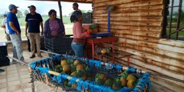 ULA impartirá Diplomado sobre Producción y Competitividad en Frutales