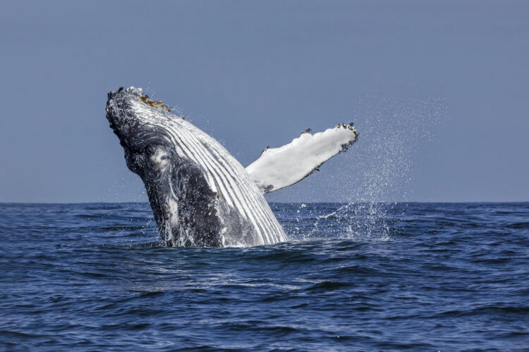 Fotografía cedida de una ballena. EFE/ Guido Pavez /Instituto Milenio Biodiversidad de Ecosistemas Antárticos y Subantárticfos (BASE)