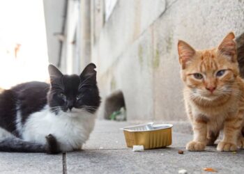 Denuncian que están envenenando gatos en Boconó