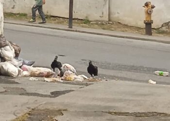 Boconó | Zamuros hacen desastres con la basura en La Primera Sabana
