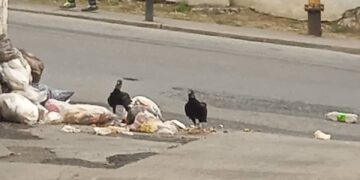 Boconó | Zamuros hacen desastres con la basura en La Primera Sabana