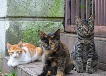 Están envenenando gatos en Boconó