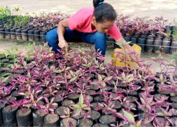 Trujillo | Ministerio de Ecosocialismo se propone aumentar la capacidad operativa para producir plantas destinadas a planes de reforestación