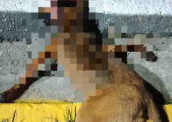 Continúan los accidentes: Arrollan animales en Boconó